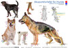Buchcover Tierakupunktur Akupunkturtafel für Hunde