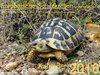 Buchcover Europäische Schildkröten in der freien Natur Kalender 2016