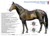 Buchcover Akupunkturtafel für Pferde 8