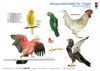 Buchcover Akupunkturtafel für Vögel
