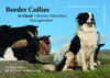 Buchcover Border Collies in Island - Herden, Menschen, Naturgewalten