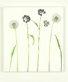 Buchcover Halme, Rispen, Dolden_Beatrice Adler