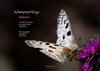 Buchcover Schmetterlingskalender